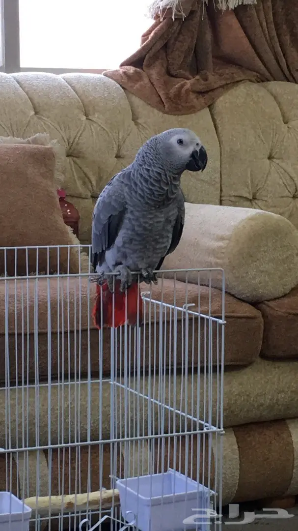 ببغاء كاسكو هولندي  (image 2)