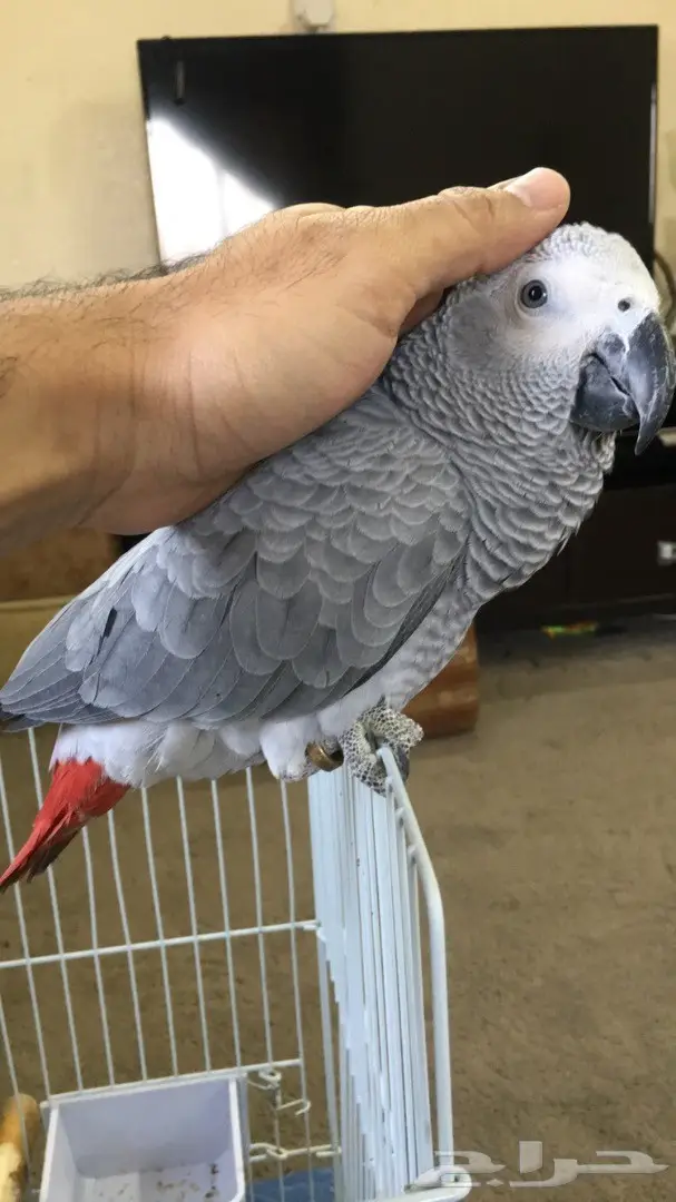 ببغاء كاسكو هولندي  (image 3)