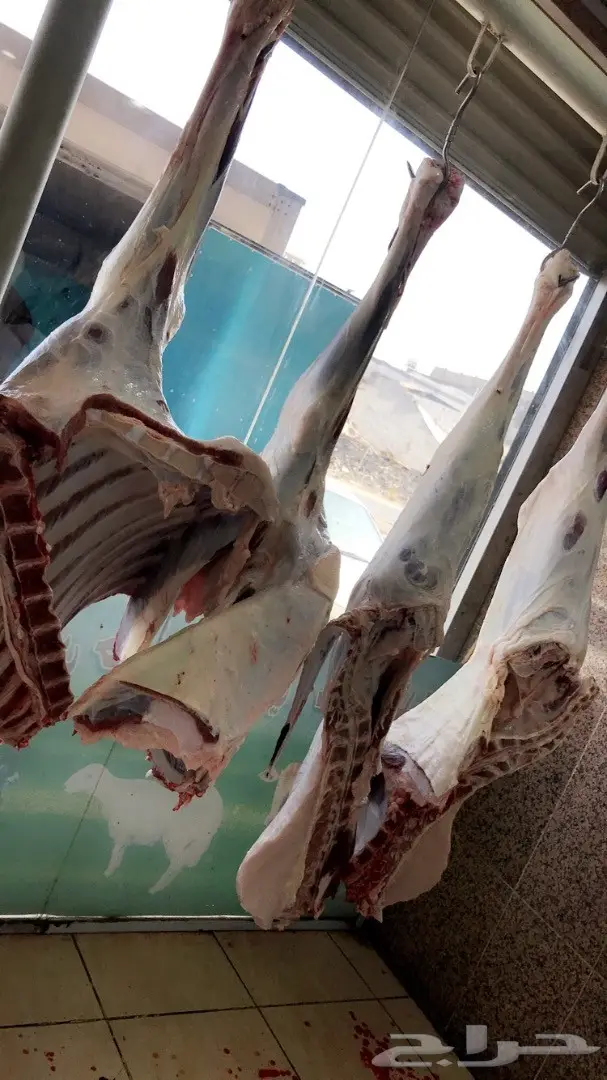 حاشي بلدي أصيل - حاشي الوادي (image 1)