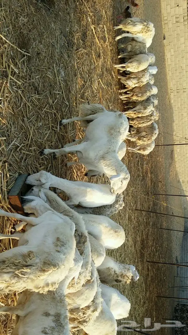 ضأن حريات صنف  القنفذة 