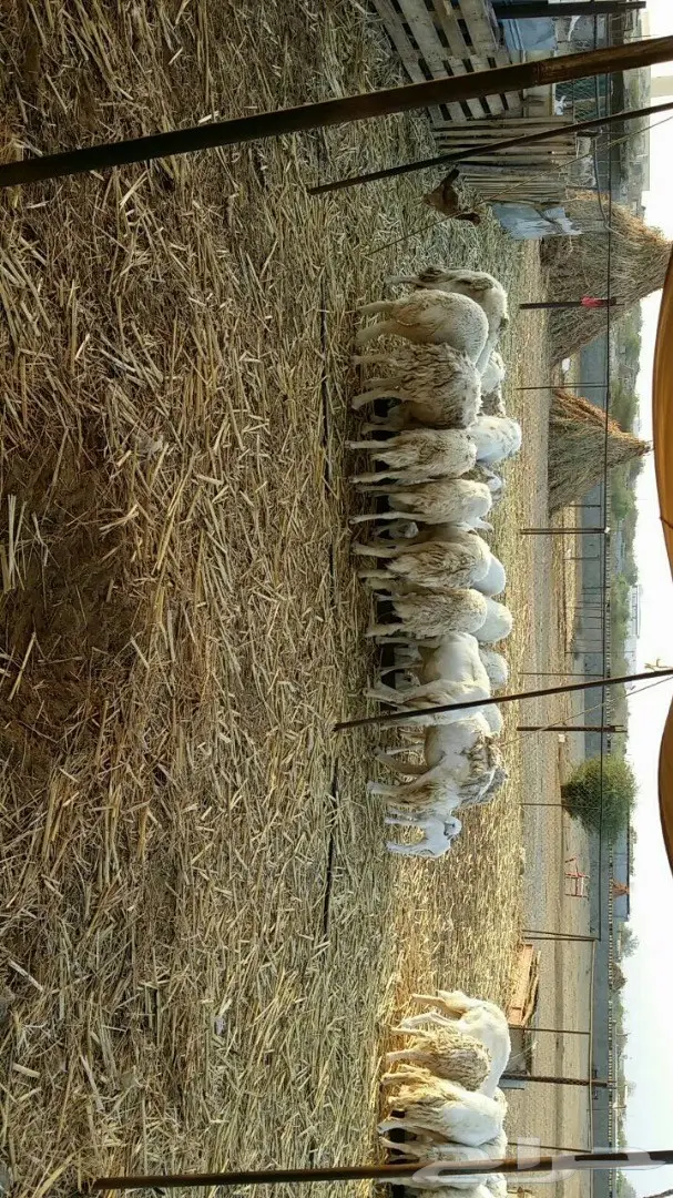 ضأن حريات صنف  القنفذة  (image 1)