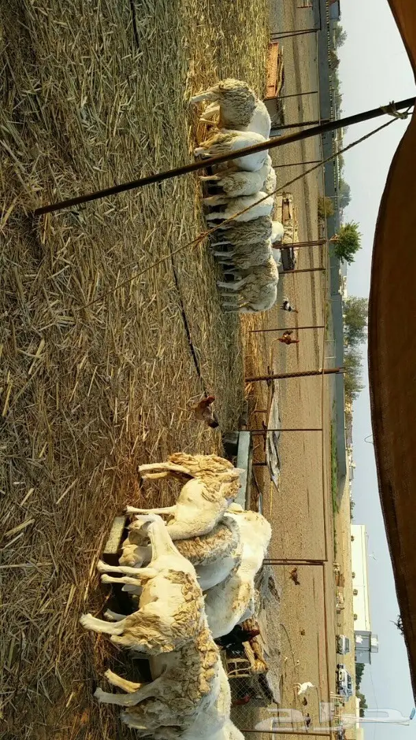 ضأن حريات صنف  القنفذة  (image 2)