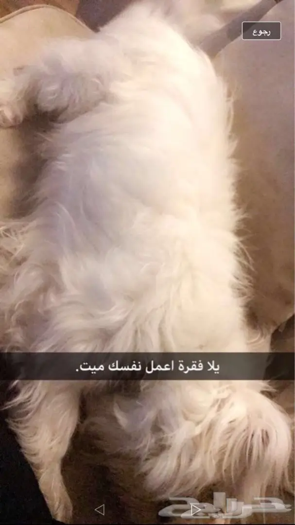 كلب جريفون انثي للبيع (image 2)