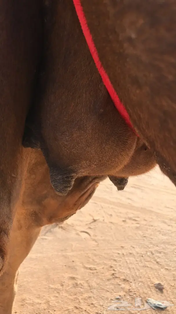 فوق العذاريب - لقحه ممتازه! (image 1)