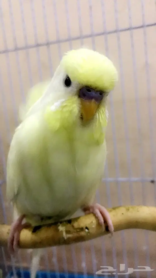 طير حب متكلم وهدد (( كرست وكورك ))