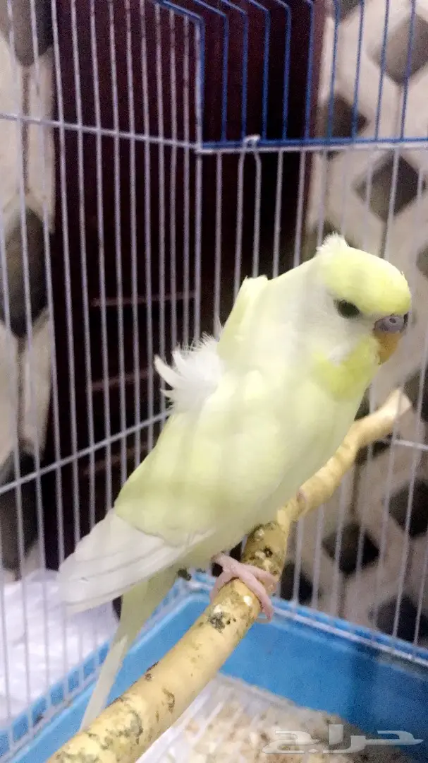 طير حب متكلم وهدد (( كرست وكورك )) (image 1)