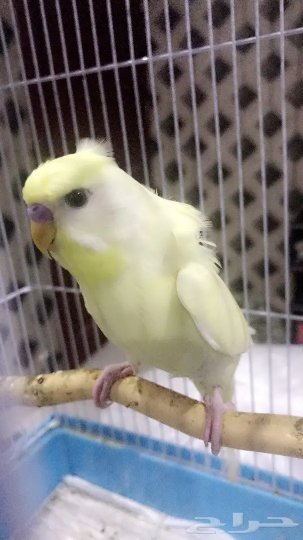 طير حب متكلم وهدد (( كرست وكورك )) (image 2)