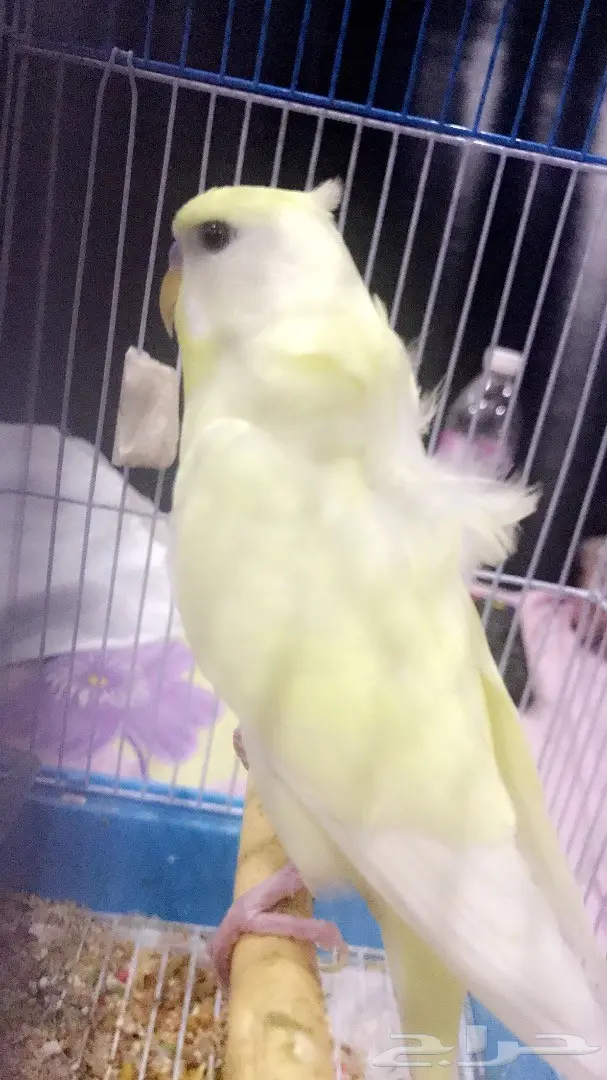 طير حب متكلم وهدد (( كرست وكورك )) (image 3)