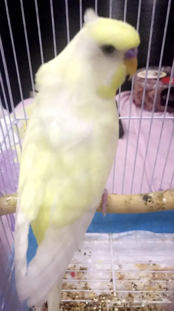 طير حب متكلم وهدد (( كرست وكورك )) (image 4)