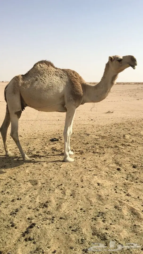 للبيع ناقه شقحاء ضريبه طيبه 