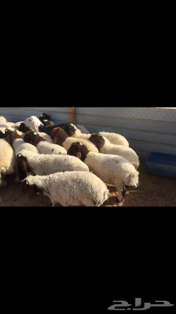 للبيع: نعيم فرخان عُمر 3 شهور - فرخان ممتاز! (image 2)