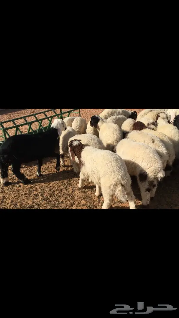 للبيع: نعيم فرخان عُمر 3 شهور - فرخان ممتاز! (image 5)