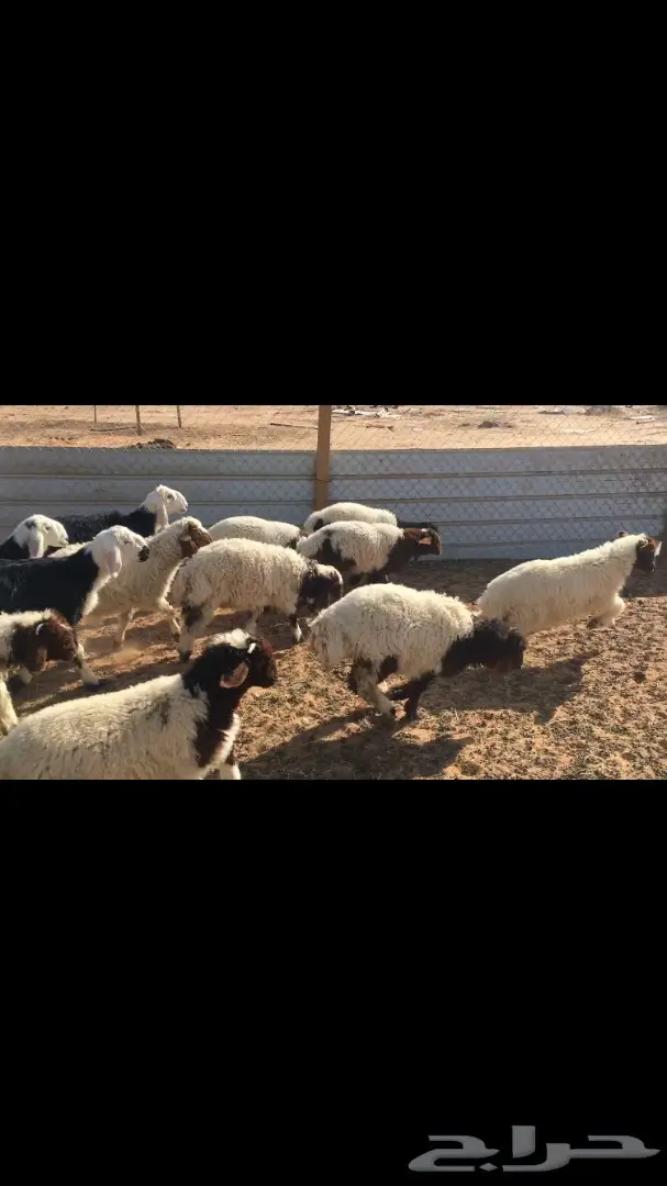 للبيع: نعيم فرخان عُمر 3 شهور - فرخان ممتاز! (image 7)