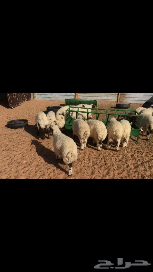 للبيع: نعيم فرخان عُمر 3 شهور - فرخان ممتاز! (image 10)