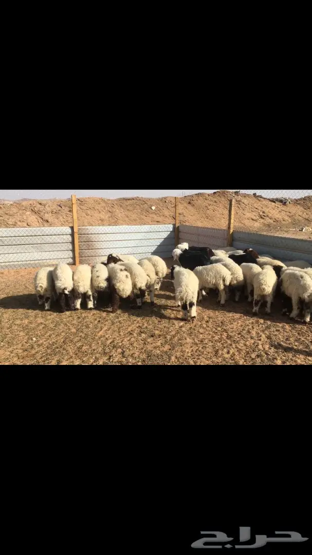 للبيع: نعيم فرخان عُمر 3 شهور - فرخان ممتاز! (image 12)