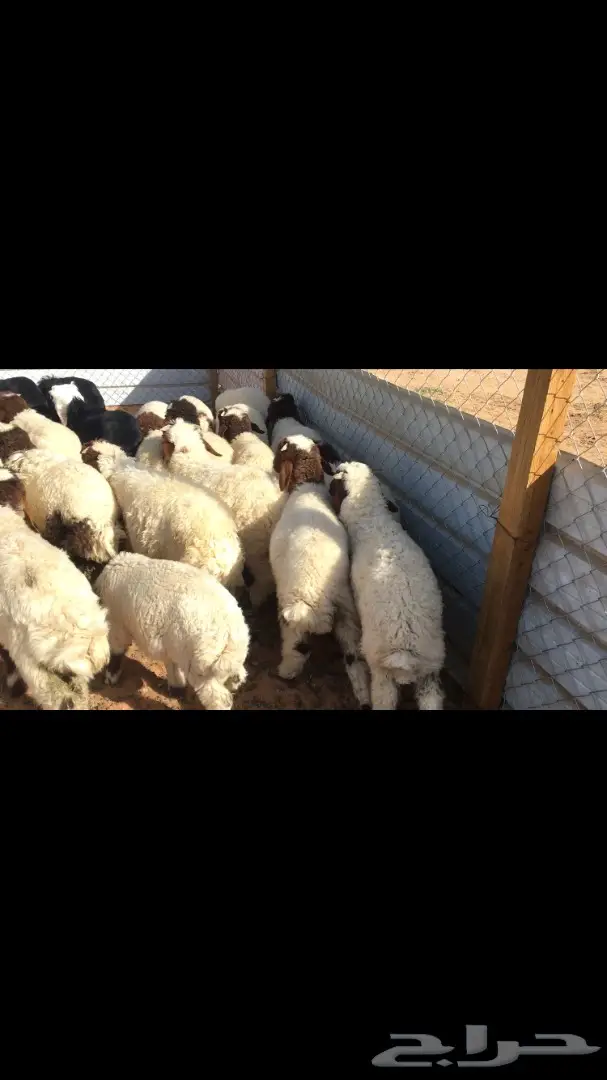 للبيع: نعيم فرخان عُمر 3 شهور - فرخان ممتاز! (image 13)