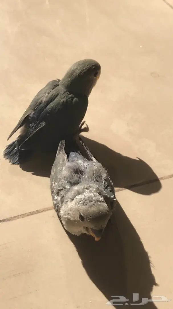 فرحين روز غر  (image 1)