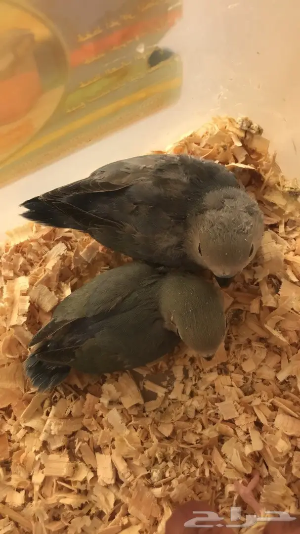 فرحين روز غر  (image 2)