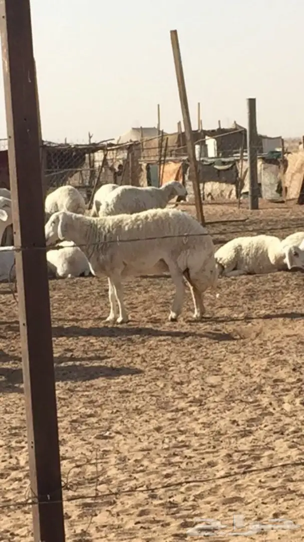 غنم دفيع بفحلها