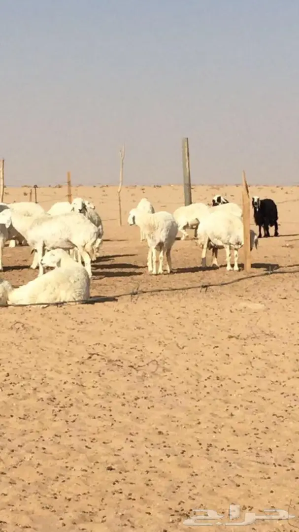 غنم دفيع بفحلها (image 1)