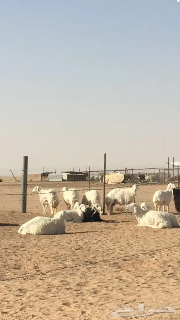 غنم دفيع بفحلها (image 2)