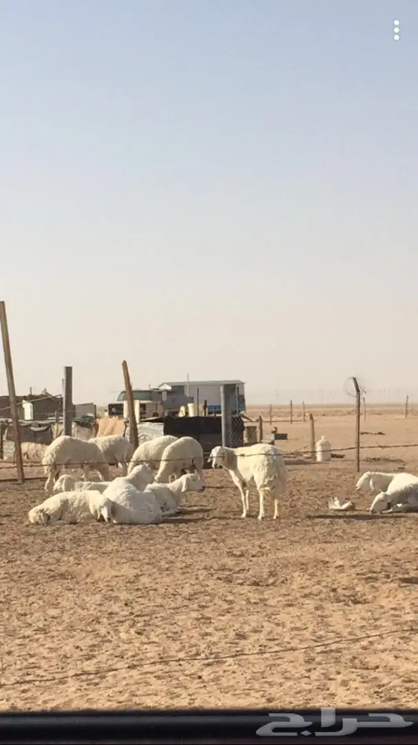 غنم دفيع بفحلها (image 3)