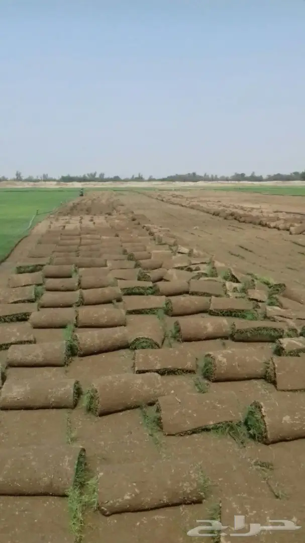 شتلات زراعية ونباتات زينة ونجيلة طبيعية للبيع