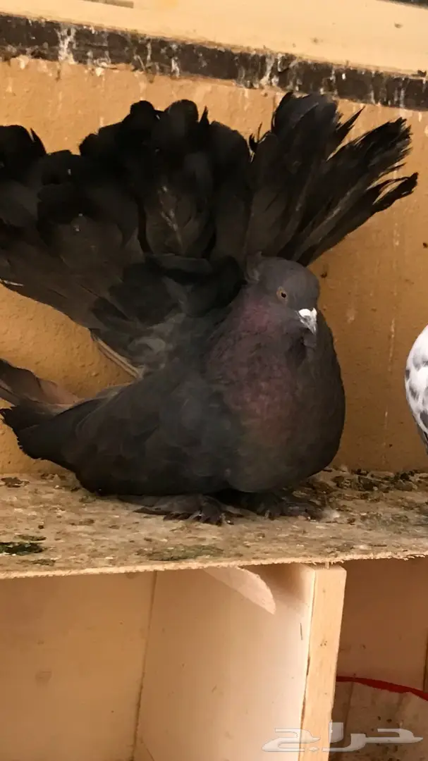 جوز رقاص امريكي 