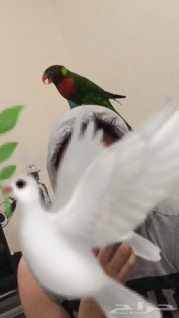 ببغاء لوركيت للبيع (image 4)