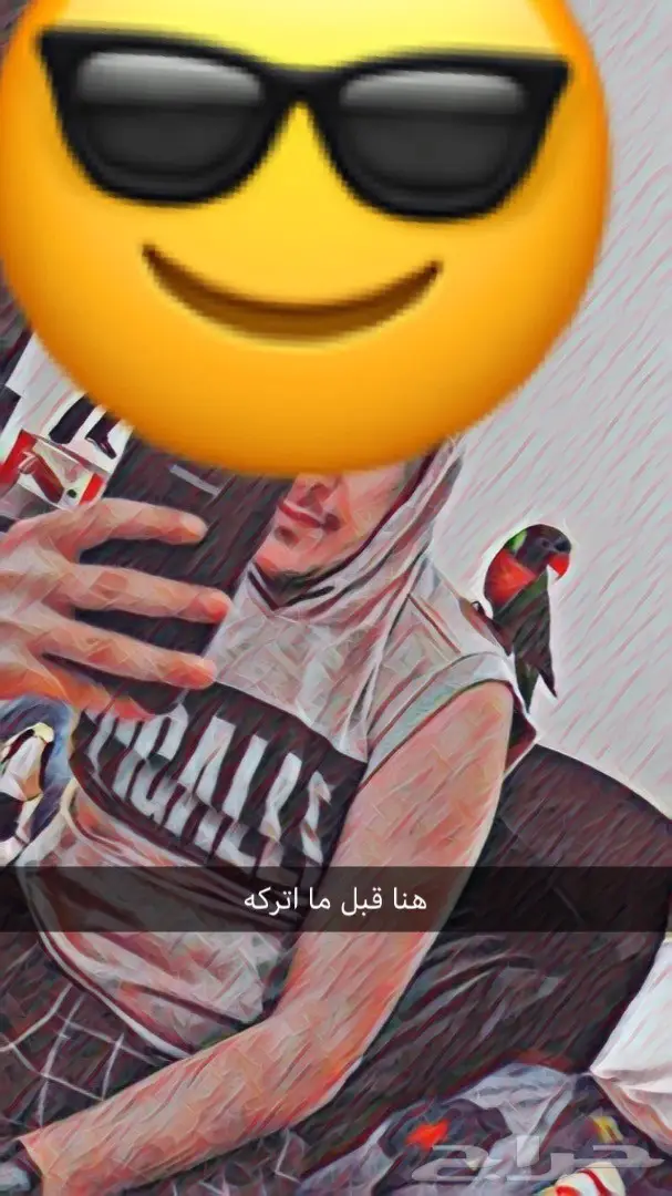 ببغاء لوركيت للبيع (image 5)