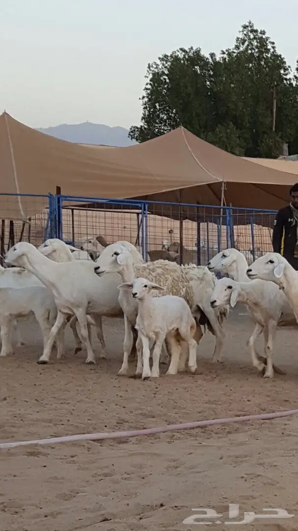 ضان حريه متابيع جروم وصغار سن منوة القاني (image 6)