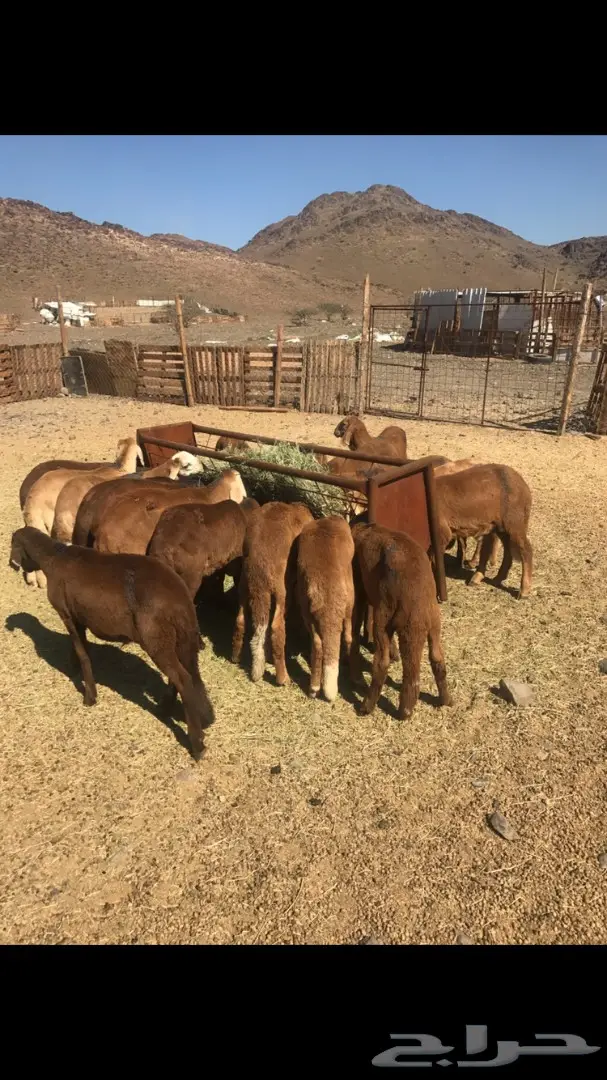 طليان فاخر للبيع - فرصة لا تُفوّت! (image 1)