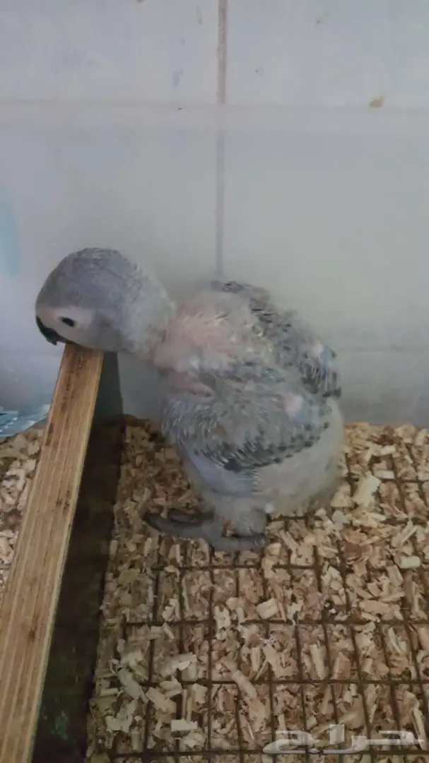 فرخ كاسكو غر  (image 1)