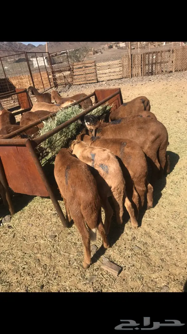 سواكني ذبايح (image 2)