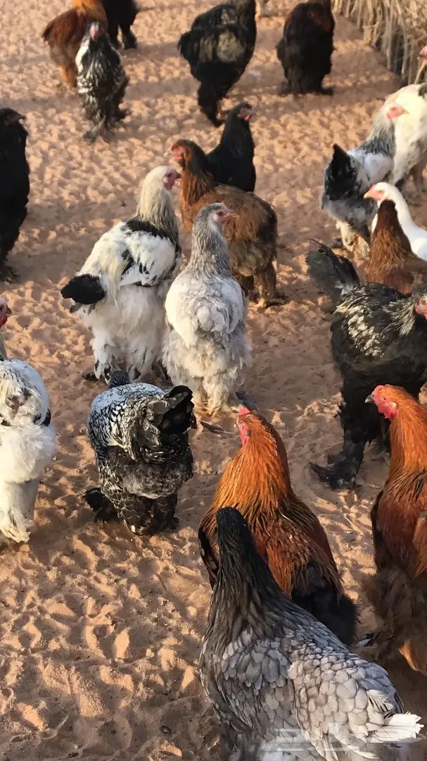 دجاج براهما جروم اصول خوارج (image 1)