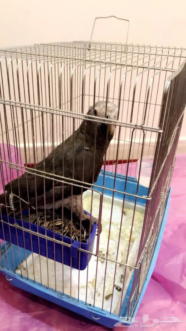 فرخ كاسكو غيني