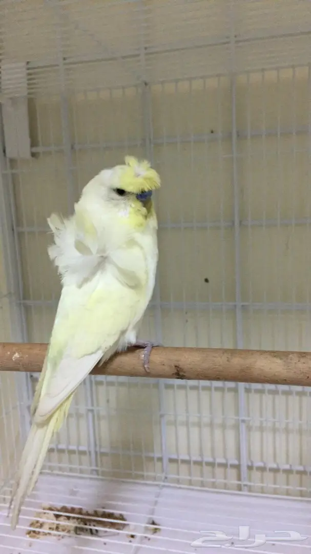 جوز هوقو منتج