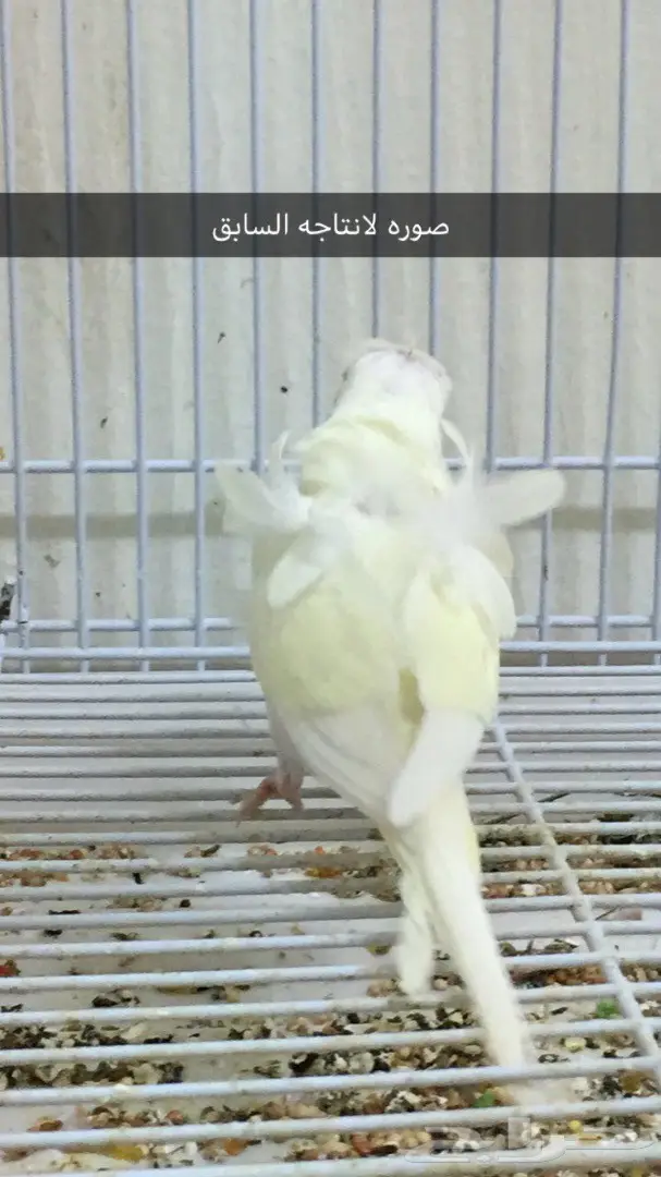 جوز هوقو منتج (image 1)