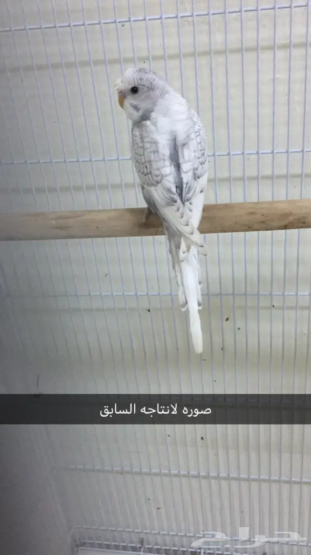 جوز هوقو منتج (image 2)