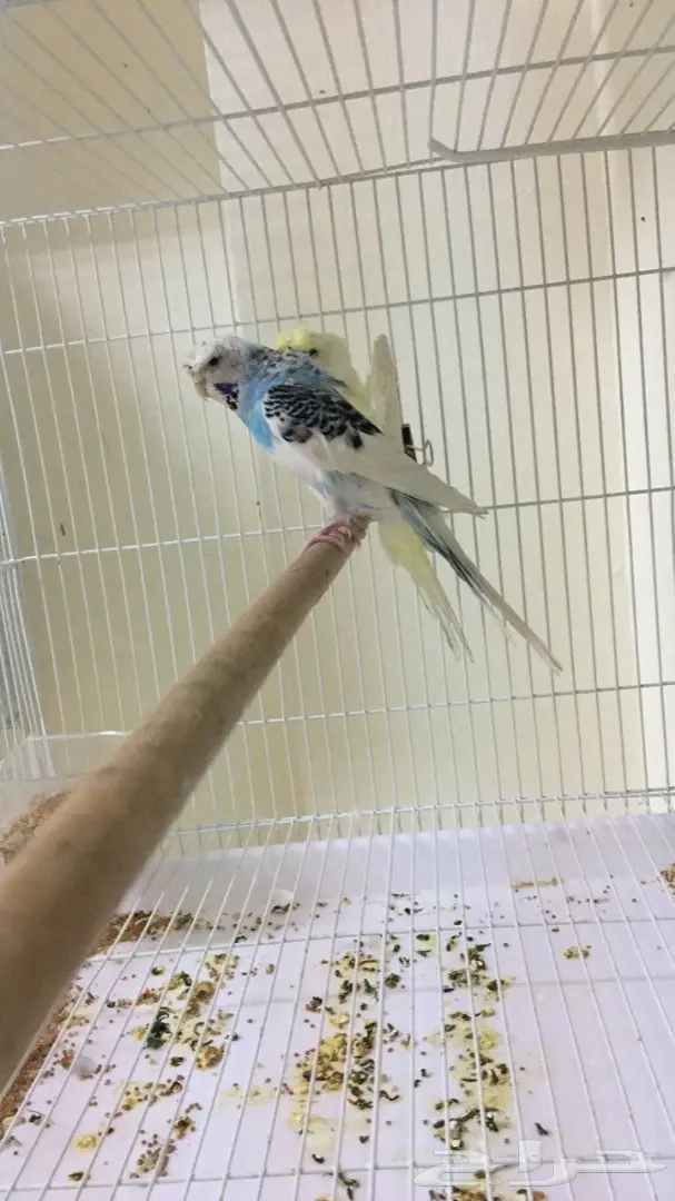 جوز هوقو منتج (image 3)