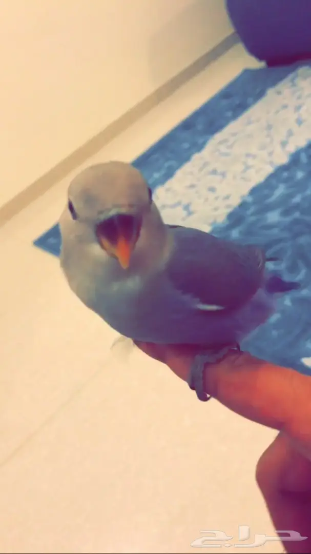 روز اليف جدا وهدد للبيع 