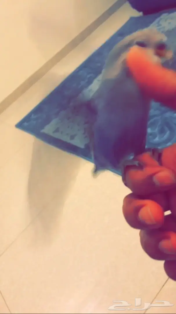 روز اليف جدا وهدد للبيع  (image 1)