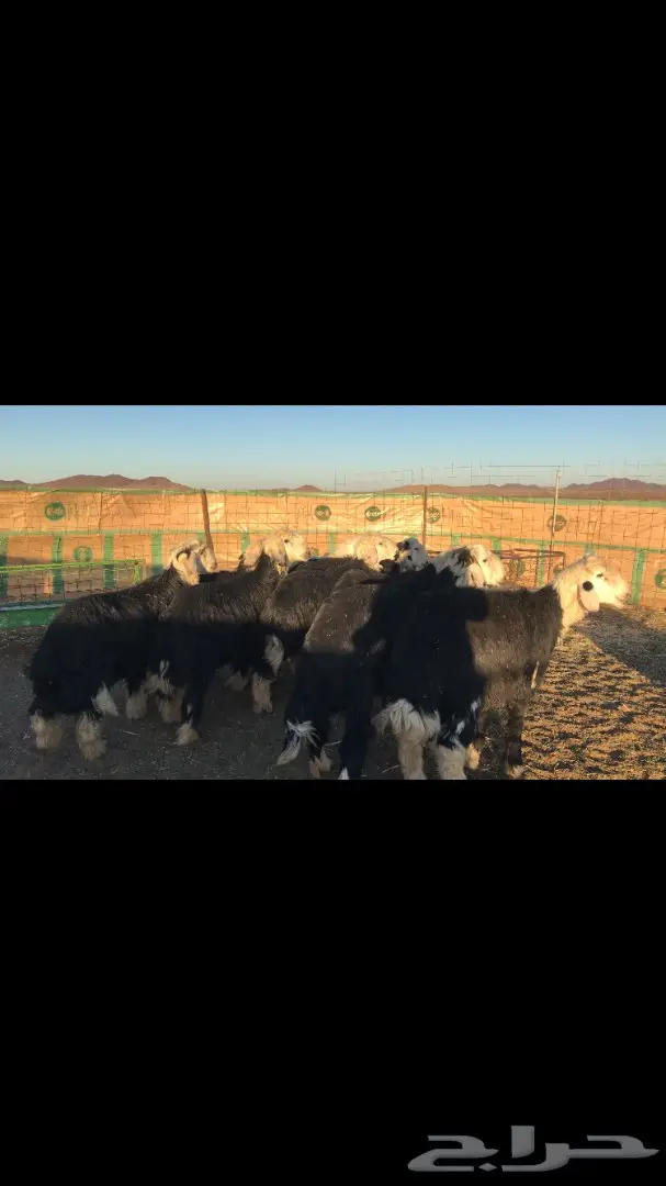 طليااان نجد