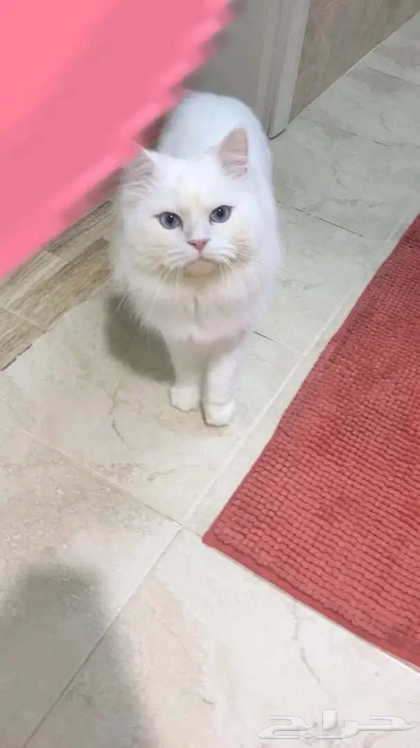 قط ذكر شيرازي للبيع 