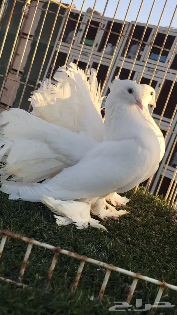 ((جوز رقاص ((هندي ابيض صك))