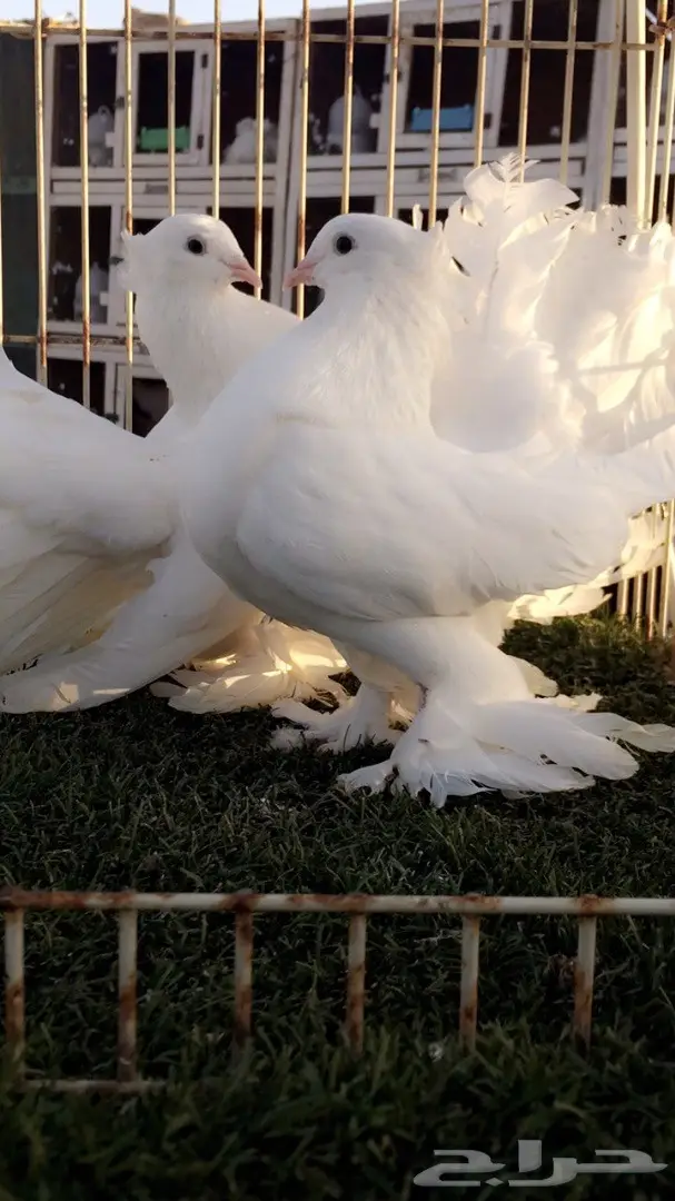 ((جوز رقاص ((هندي ابيض صك)) (image 1)