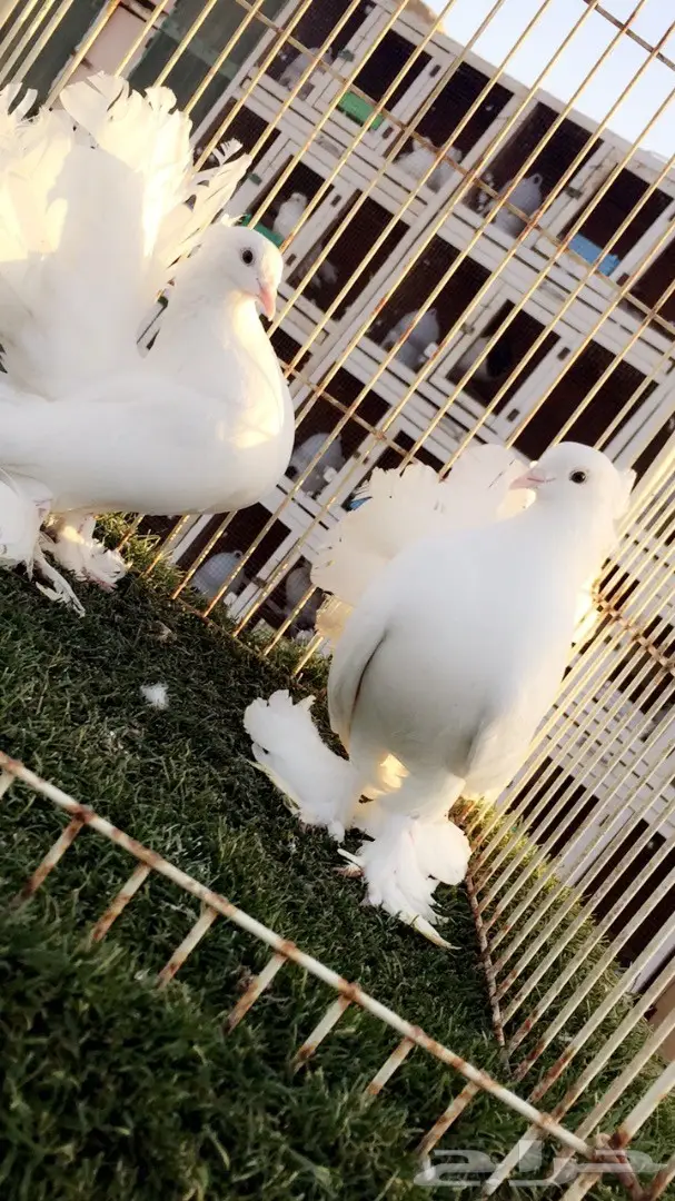 ((جوز رقاص ((هندي ابيض صك)) (image 2)