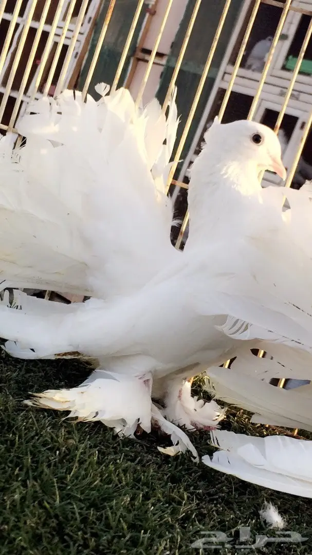 ((جوز رقاص ((هندي ابيض صك)) (image 3)