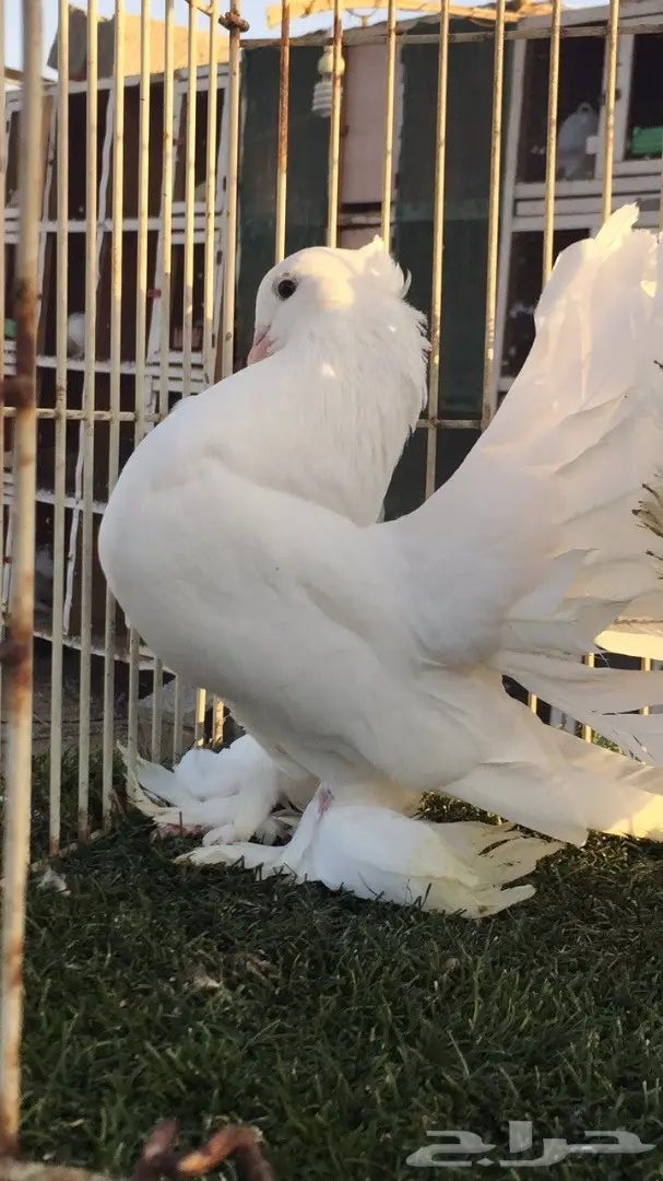 ((جوز رقاص ((هندي ابيض صك)) (image 5)