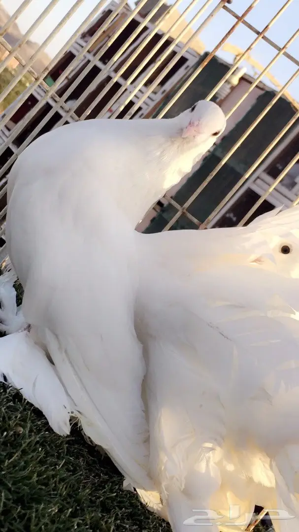 ((جوز رقاص ((هندي ابيض صك)) (image 6)